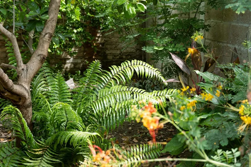 Un jardin tropical